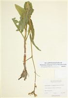 藏品(沼澤苦苣菜)的圖片